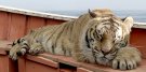 Life Of Pi - Schiffbruch mit Tiger © 2012 20th Century Fox